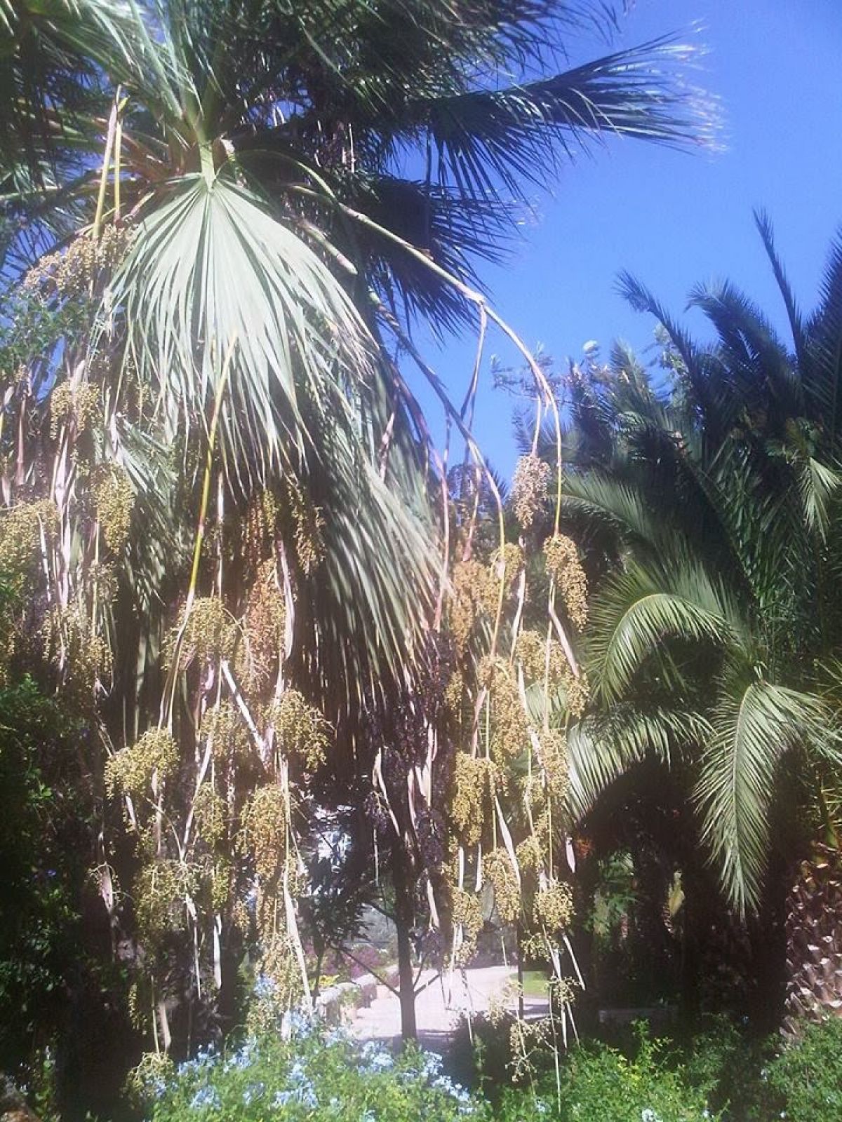 imagini hotel PATARA PRINCE RESORT